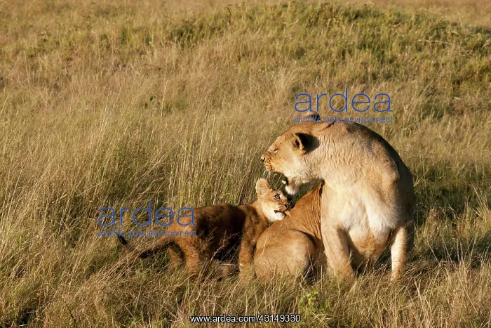 : Lion (Panthera leo) cub interacting with mother in grassland : Lion (Panthera leo) cub interacting with mother in grassland