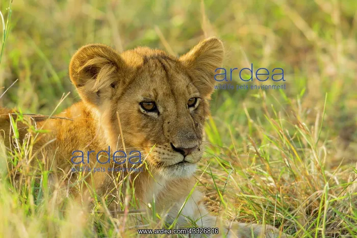 : Lion (Panthera leo) cub lying in the grass, Kenya, Masai Mara National Reserve : Lion (Panthera leo) cub lying in the grass, Kenya, Masai Mara National Reserve
