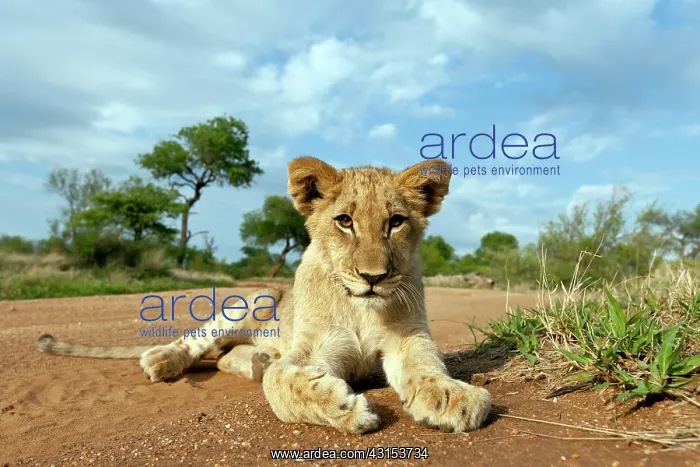 : Lion (Panthera leo) cub lying on the ground : Lion (Panthera leo) cub lying on the ground