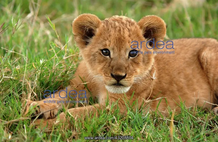 : Lion (Panthera leo), cub, Masai Mara, Kenya, Africa : Lion (Panthera leo), cub, Masai Mara, Kenya, Africa
