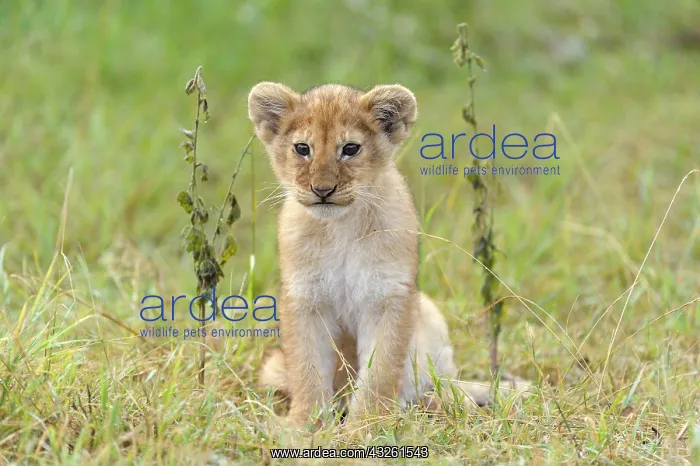 : Lion (Panthera leo) cub, Massai Mara, Serengeti : Lion (Panthera leo) cub, Massai Mara, Serengeti