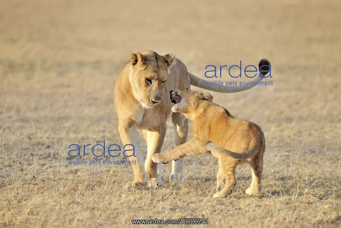 : Lion (Panthera leo) cub playing with its mother : Lion (Panthera leo) cub playing with its mother