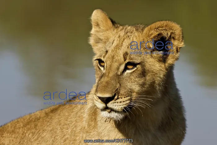 : Lion (Panthera leo) cub portrait : Lion (Panthera leo) cub portrait