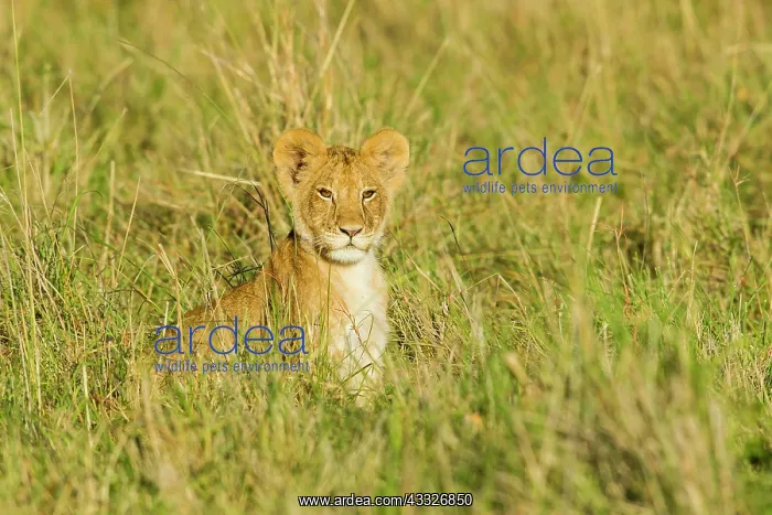: Lion (Panthera leo) cub sitting in tall grass, Kenya, Masai Mara National Reserve : Lion (Panthera leo) cub sitting in tall grass, Kenya, Masai Mara National Reserve