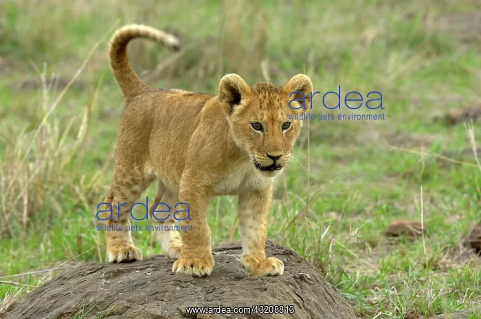 : Lion (Panthera leo), cub, standing on rock, Masai : Lion (Panthera leo), cub, standing on rock, Masai