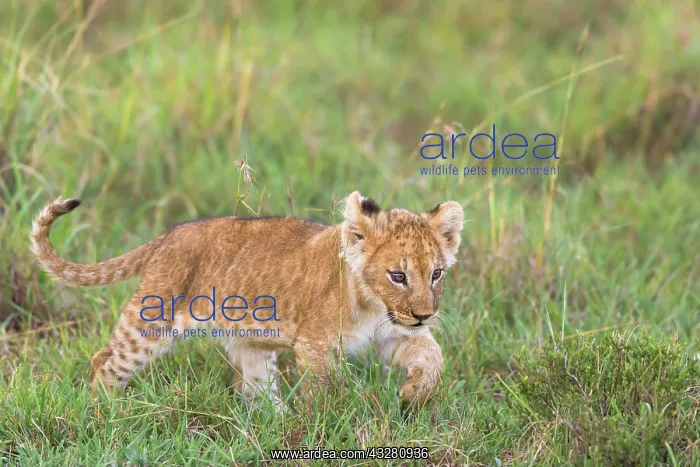 : Lion (Panthera leo), cub walking, Masai Mara National : Lion (Panthera leo), cub walking, Masai Mara National