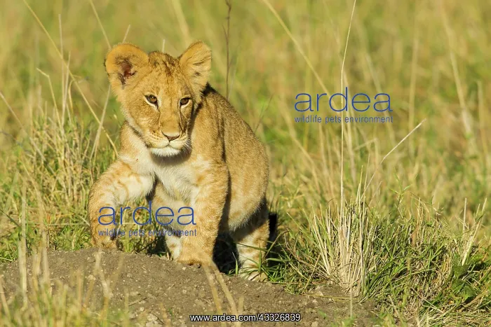  : Lion (Panthera leo) cub walking, Kenya, Masai Mara National Reserve