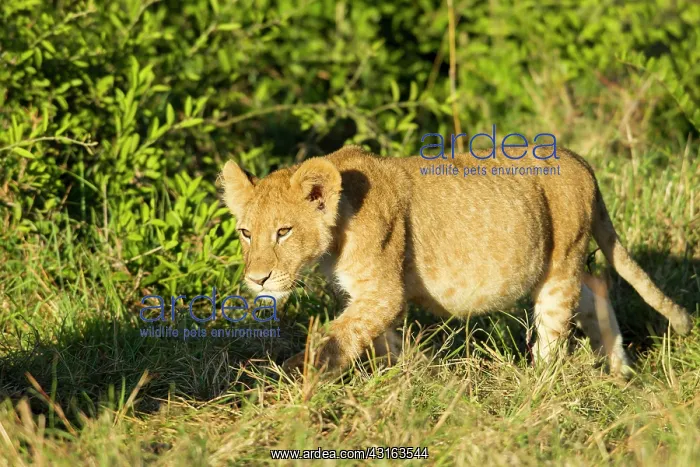 : Lion (Panthera leo) cub walking on the savanna, Kenya, Masai Mara National Reserve : Lion (Panthera leo) cub walking on the savanna, Kenya, Masai Mara National Reserve