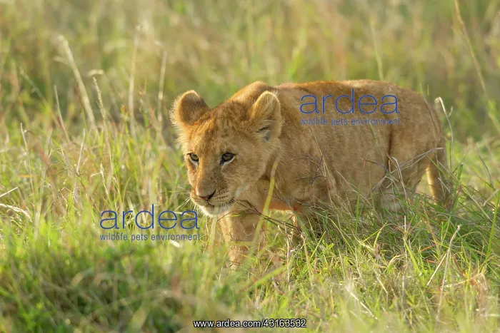 : Lion (Panthera leo) cub walking in tall grass, Kenya, Masai Mara National Reserve : Lion (Panthera leo) cub walking in tall grass, Kenya, Masai Mara National Reserve