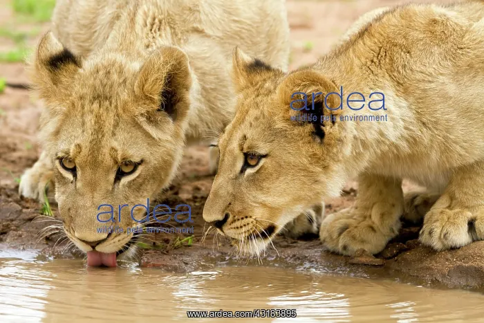 : Lion (Panthera leo) cubs drinking at waterpool : Lion (Panthera leo) cubs drinking at waterpool