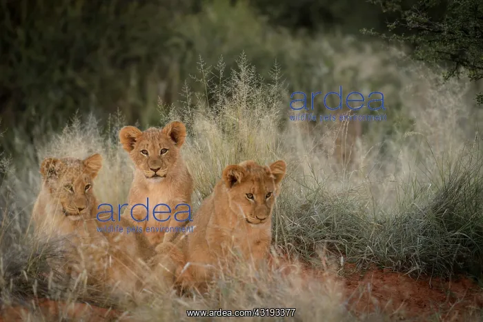 : Lion (panthera leo) cubs in grass. South Africa : Lion (panthera leo) cubs in grass. South Africa