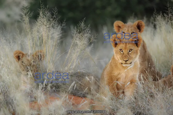 : Lion (Panthera leo) cubs. Kalahari, South Africa : Lion (Panthera leo) cubs. Kalahari, South Africa