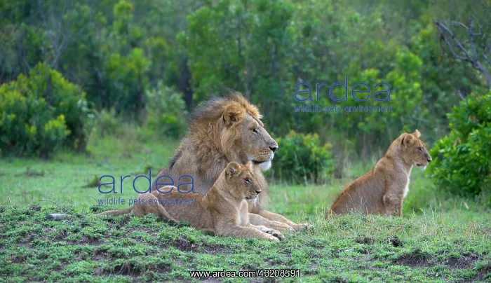 : Lion (Panthera leo) with two cubs, Masai Mara National : Lion (Panthera leo) with two cubs, Masai Mara National