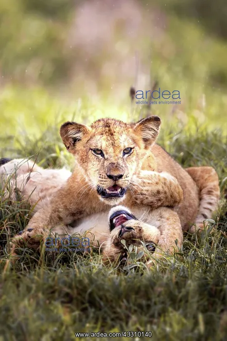 : Lion (Panthera leo) two cubs playing in the green : Lion (Panthera leo) two cubs playing in the green