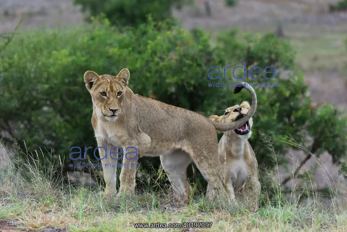 : Lion (Panthera leo) cubs playing, Kruger national : Lion (Panthera leo) cubs playing, Kruger national
