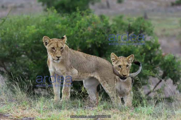 : Lion (Panthera leo) cubs playing, Kruger national : Lion (Panthera leo) cubs playing, Kruger national