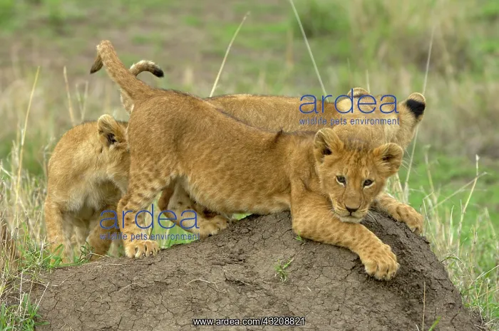 : Lion (Panthera leo), three cubs, playing on termite : Lion (Panthera leo), three cubs, playing on termite