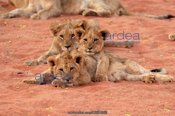  : Lion (Panthera leo), three cubs, siblings, alert