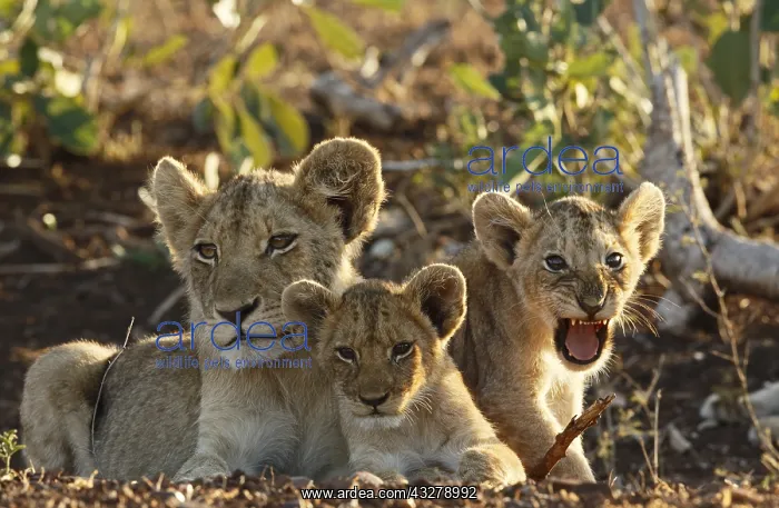 : Lion (Panthera leo) cubs, South Africa, Mpumala : Lion (Panthera leo) cubs, South Africa, Mpumala