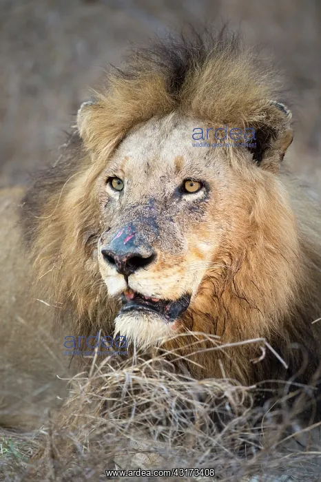  : Lion (Panthera leo) dominant male resting and staring