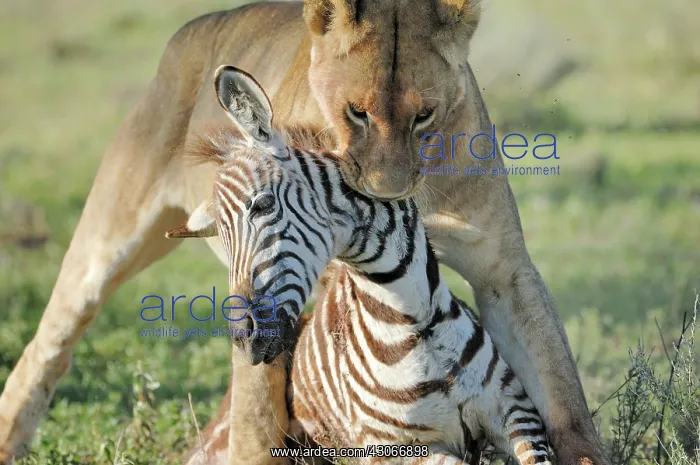 : Lion (Panthera leo) dragging with a Burchell's zebra (Equus quagga) kill : Lion (Panthera leo) dragging with a Burchell's zebra (Equus quagga) kill