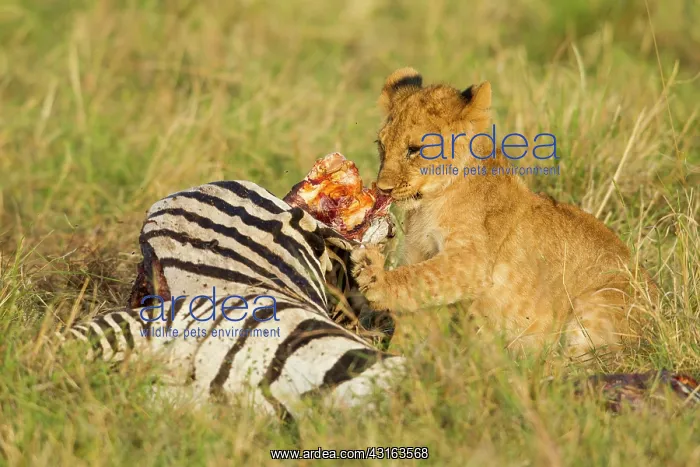 : Lion (Panthera leo) eating from a killed Common Zebra : Lion (Panthera leo) eating from a killed Common Zebra