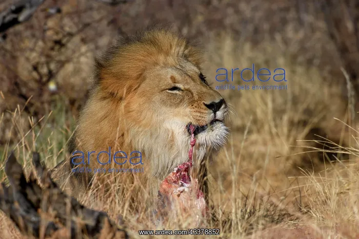 : Lion (Panthera leo) eating prey, Okonjima Nature : Lion (Panthera leo) eating prey, Okonjima Nature