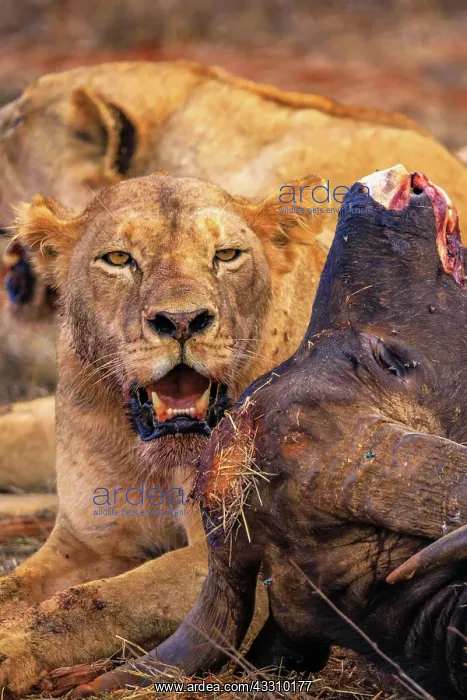 : Lion (Panthera leo) female several big cats, eating : Lion (Panthera leo) female several big cats, eating