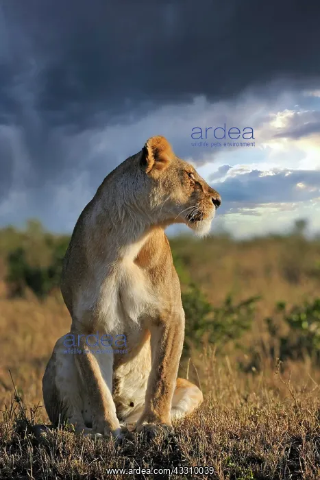 : Lion (Panthera leo), female, keeping a lookout in : Lion (Panthera leo), female, keeping a lookout in