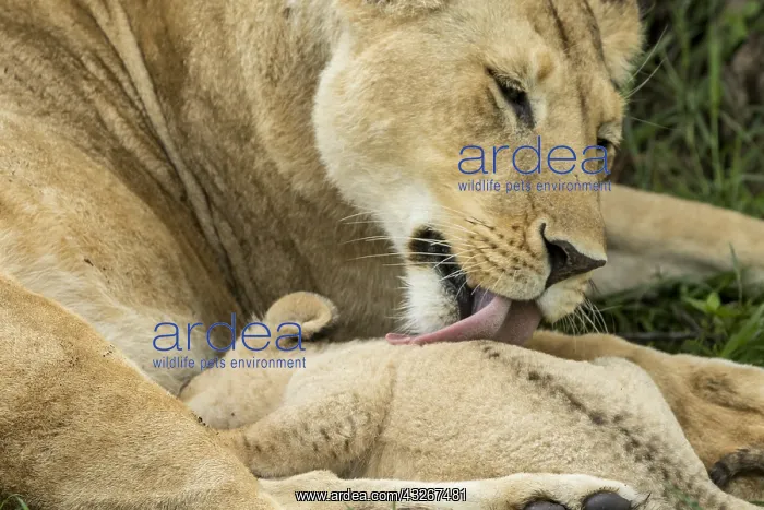: Lion (Panthera leo), female licking her babies : Lion (Panthera leo), female licking her babies