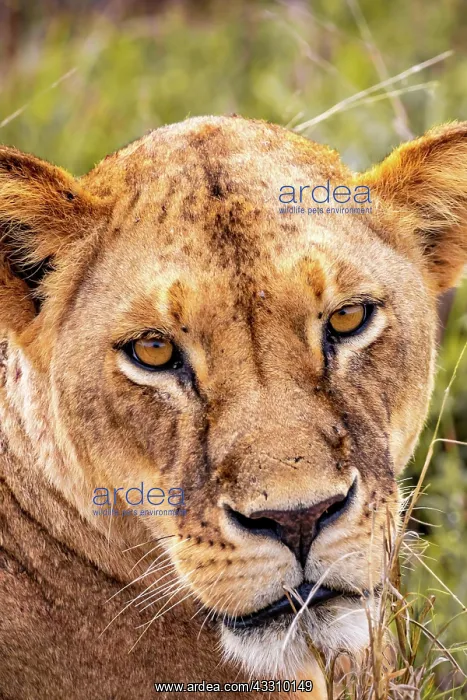 : Lion (Panthera leo) female lioness lying in the : Lion (Panthera leo) female lioness lying in the