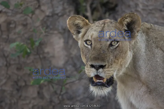 : Lion (Panthera leo) Female, Mana pools National : Lion (Panthera leo) Female, Mana pools National