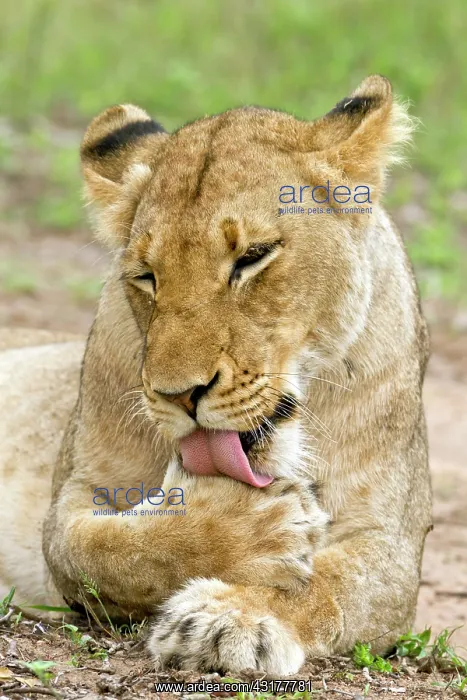 : Lion (Panthera leo) grooming : Lion (Panthera leo) grooming