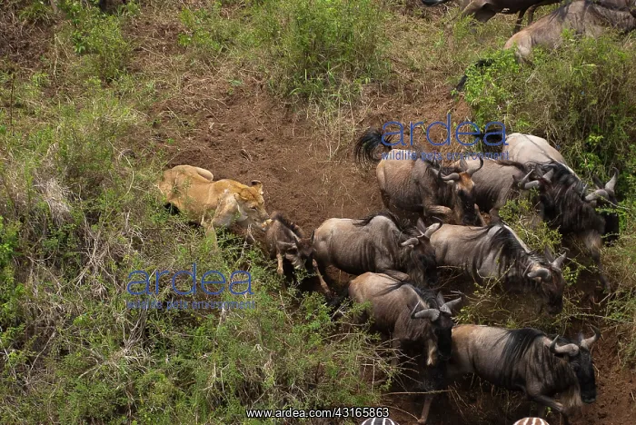 : Lion (Panthera leo) hunting Blue Wildebeest (Connochaetes taurinus) during : Lion (Panthera leo) hunting Blue Wildebeest (Connochaetes taurinus) during
