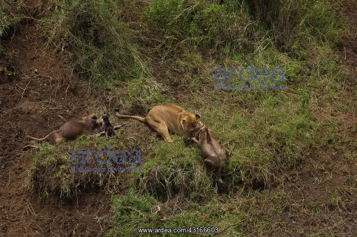 : Lion (Panthera leo) hunting Blue Wildebeest (Connochaetes taurinus) during : Lion (Panthera leo) hunting Blue Wildebeest (Connochaetes taurinus) during