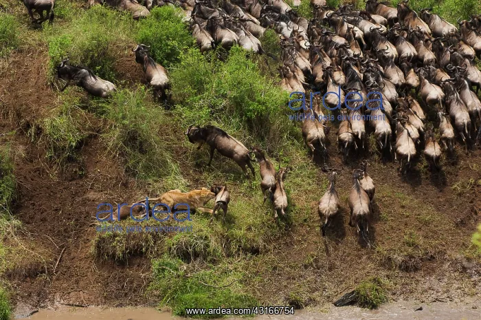 : Lion (Panthera leo) hunting on Blue Wildebeest : Lion (Panthera leo) hunting on Blue Wildebeest