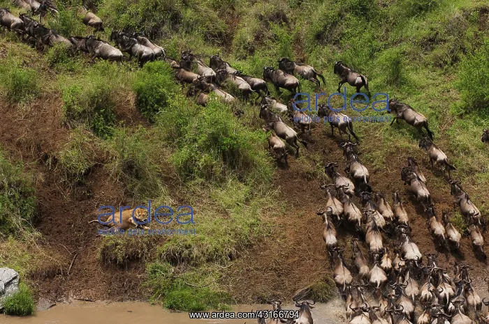 : Lion (Panthera leo) hunting on Blue Wildebeest : Lion (Panthera leo) hunting on Blue Wildebeest