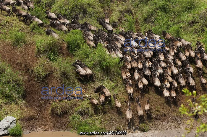 : Lion (Panthera leo) hunting Blue Wildebeest (Connochaetes taurinus) during : Lion (Panthera leo) hunting Blue Wildebeest (Connochaetes taurinus) during
