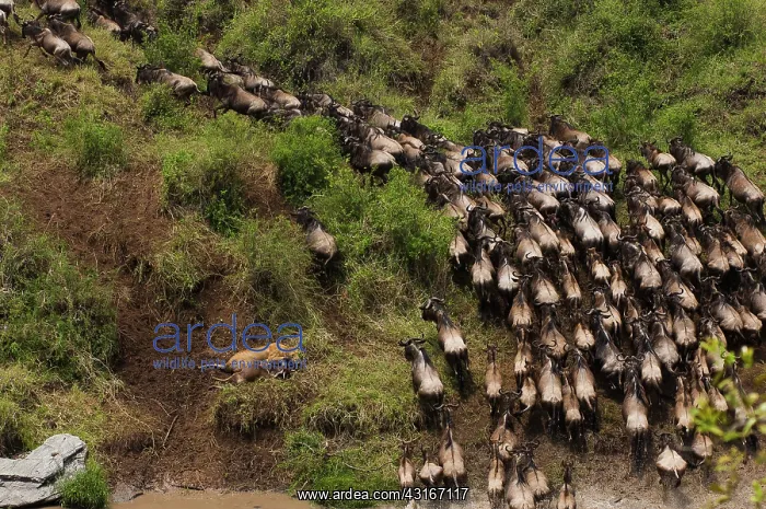 : Lion (Panthera leo) hunting Blue Wildebeest (Connochaetes taurinus) during : Lion (Panthera leo) hunting Blue Wildebeest (Connochaetes taurinus) during