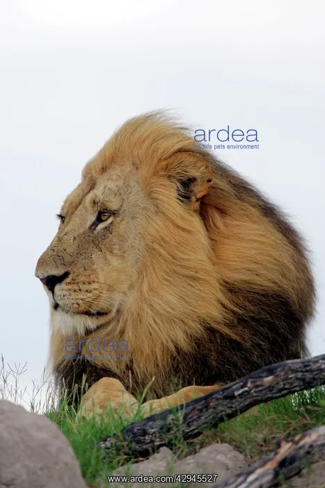: Lion (Panthera leo). Hwange National Park, Zimbabwe, Africa : Lion (Panthera leo). Hwange National Park, Zimbabwe, Africa