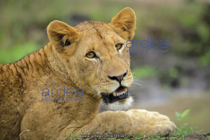 : Lion (panthera leo) juvenile. South Africa : Lion (panthera leo) juvenile. South Africa