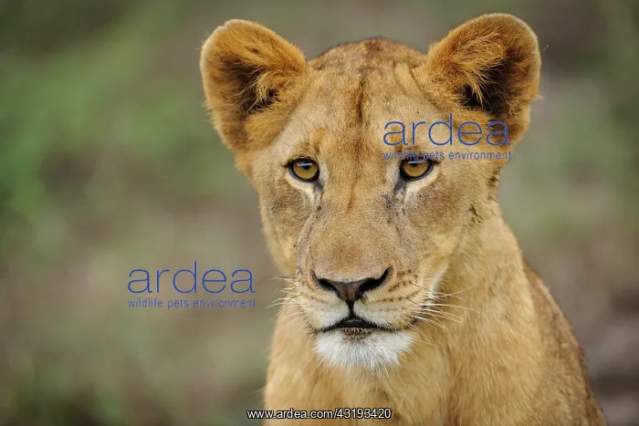  : Lion (panthera leo) juvenile. South Africa