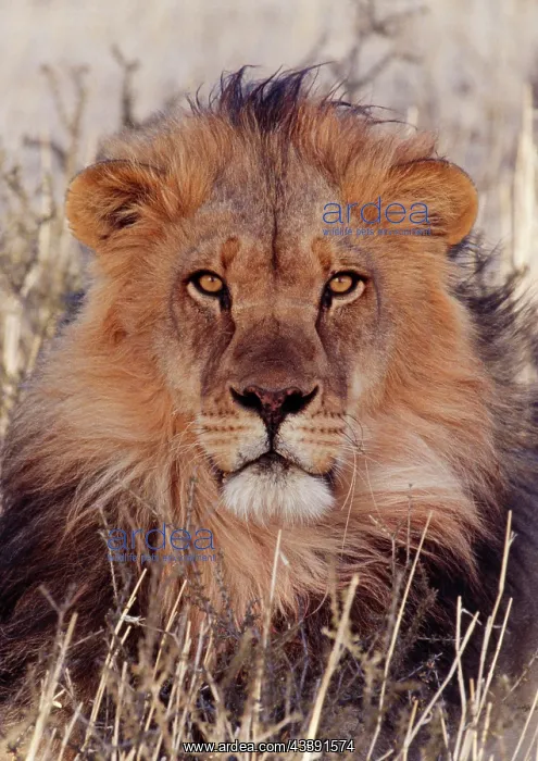 : Lion (Panthera leo). Kalahari Gemsbok Park - S. Africa : Lion (Panthera leo). Kalahari Gemsbok Park - S. Africa