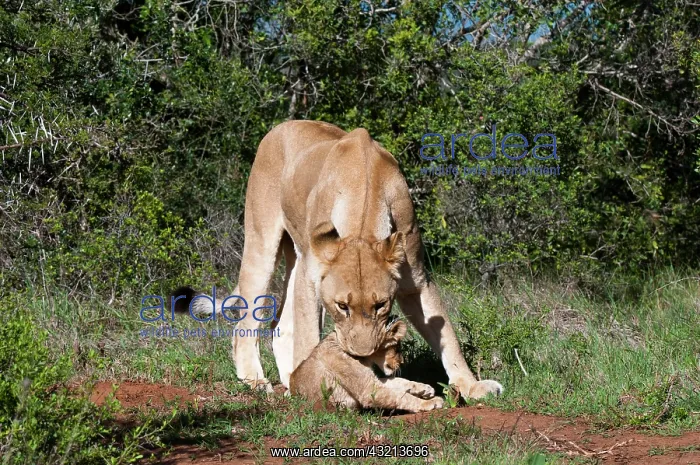 : Lion (Panthera leo), Kariega Game Reserve : Lion (Panthera leo), Kariega Game Reserve