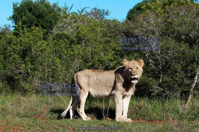 : Lion (Panthera leo), Kariega Game Reserve : Lion (Panthera leo), Kariega Game Reserve