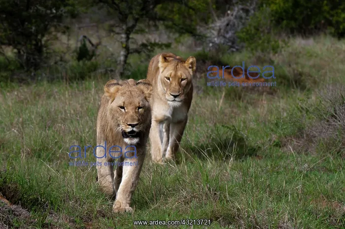 : Lion (Panthera leo), Kariega Game Reserve : Lion (Panthera leo), Kariega Game Reserve