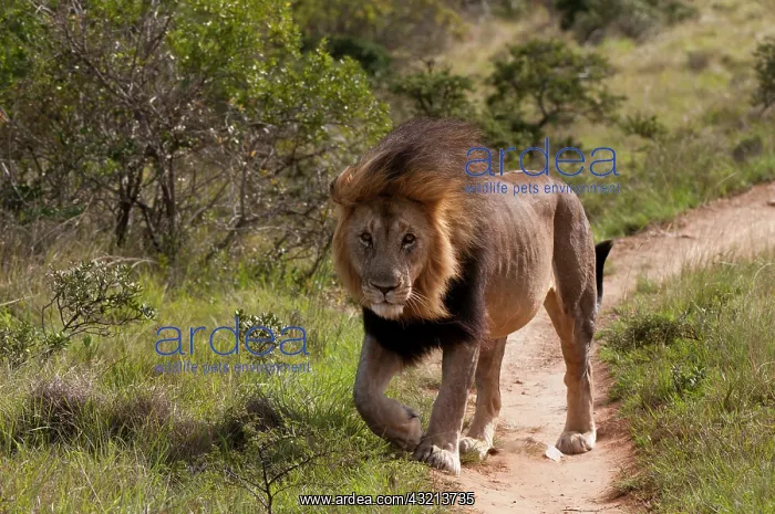  : Lion (Panthera leo), Kariega Game Reserve
