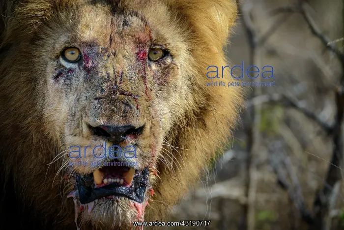 : Lion (Panthera leo). Kruger National Park. Mpumalanga : Lion (Panthera leo). Kruger National Park. Mpumalanga