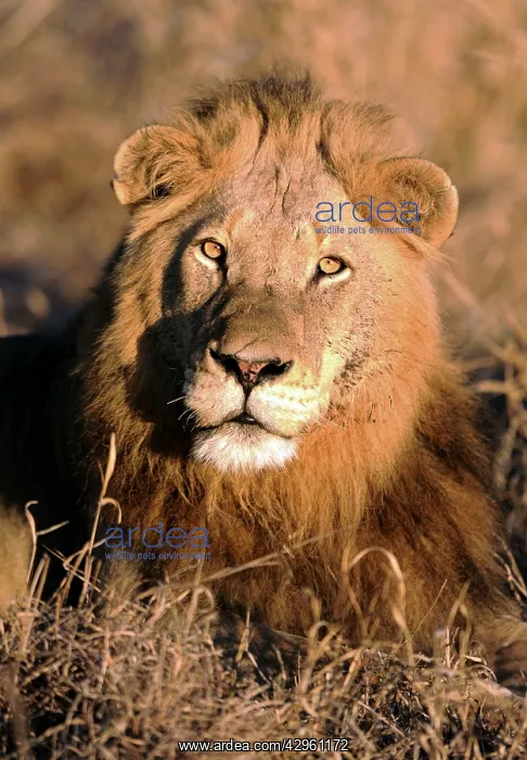 : Lion (Panthera leo). Kruger National Park - South Africa : Lion (Panthera leo). Kruger National Park - South Africa