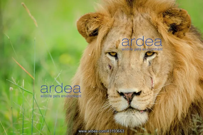 : Lion (Panthera leo). KwaZulu Natal. South Africa : Lion (Panthera leo). KwaZulu Natal. South Africa